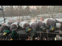 Hunting the All Day Grind: Marsh & Timber Mallard Action!