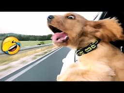 Hilarious Animal Moments for 1 Hour🤣Funny Dogs & Cats Videos🐾