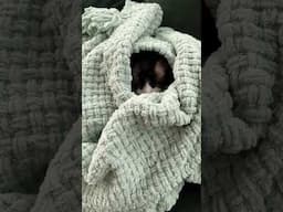 It’s cold!!! #sphynxcat #cats