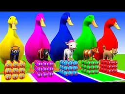 5 Giant Duck Cartoon,Super Mario ,Tiger, Cow,Kangaroo,Paint Wild Animals Crossing Fountain Animation