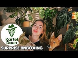 Unboxing import plants from Kartel Daun! 📦 Anthurium hybrids & Hoya 🌿