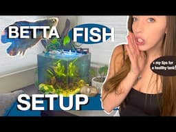 New BETTA Aquarium Setup | Everything you need! | + african dwarf frogs!