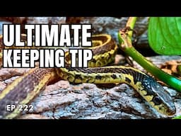 Improve your Reptile Keeping with ONE Change in your Mindset