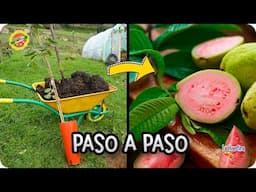 Como Y Cuando Plantar Guayaba : Necesidades Y Cuidados De Este Frutal Tropical | La Huertina De Toni