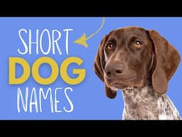 Short, Snappy, and Rare Dog Names - Ditch the Boring Dog Names