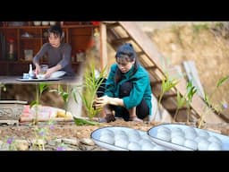 Planting Trees, Making Floating Rice Cake for Lunar New Year Festival, Mountain Life