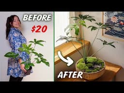 $20 Plant Challenge, 7 Youtubers, 1 Winner