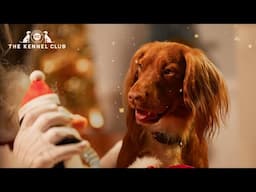 Home is where your dog is | The Kennel Club Christmas Advert