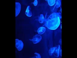 The Beauty of the Ocean | Jellyfish | Rovan TV Channel