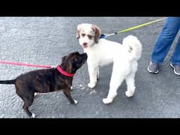 Staffy's Heartwarming Walk with His Injured Dog Friend 🐾