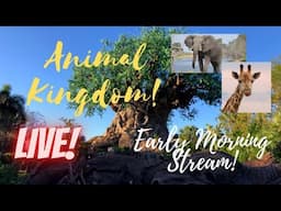 🔴LIVE: Disney’s Animal Kingdom | Disney World Livestream | 2/2/2025