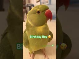 It’s My Birthday 🎈#parrot #talkingparrot #birds #shorts