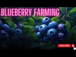 Blueberry Farming / How to Grow Blueberry Step by Step / Blueberry Cultivation Tips