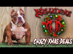 EXTREME AMERICAN BULLY PUPPIES FOR SALE FROM THE WORLD FAMOUS KILLINOIS KENNELS !!!