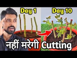 10 HACKS TO GROW ROSE CUTTING | Grow Rose From stem Cutting