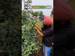 सेब की शानदार किस्म! Hot Climate Apple Plant combo #HRMN99 #Anna #appleplant #shorts