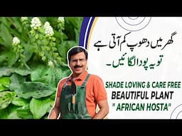 Shade loving & Care Free Beautiful Plant " AFRICAN HOSTA" | Gardening With Javed Iqbal