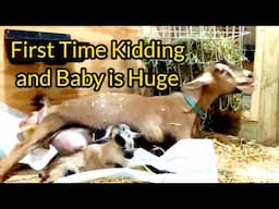 Goat Gives Birth /  The Fast and Furious