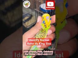 Identification Normal Bajri Parrot vs King Size Bajri Parrot #bajritotey #kingsize #austrelianparrot