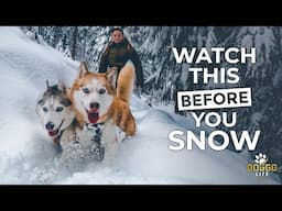 BEST & SAFE Winter Adventure Kit For Dogs in 2023 | DOGGO LIFE