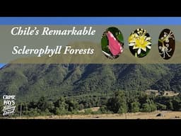 Chile's Remarkable Sclerophyll Forests