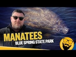 8 Things You Should Know Before Visiting the Manatees at Blue Spring State Park