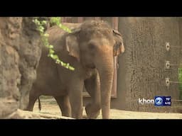 WATCH: Honolulu Zoo Elephants make their Big Game picks