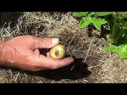 Harvesting Young Potatoes