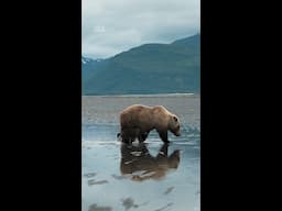 King Tide vs. Mama Bear 🐻 #NationalParksUSA