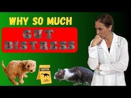 Why Dogs and Cats are More Prone to Gut Issues Today