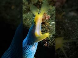 Blue Ribbon Eel: Age and Gender Color Changes