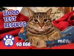 Blood Test Results, Spider Baby Search, Air Hockey For Cats - Lucky Ferals Cat Vlog S8 E66