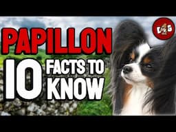 10 Things You Must Know Before Bringing Home A Papillon