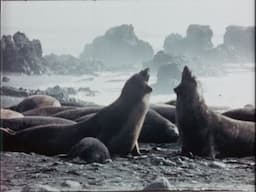 The Wildlife of Macquarie Island (1952)