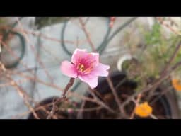 Primer Flor de Mi Árbol Sakura