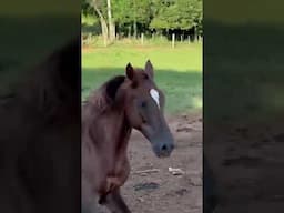 Caballo Tostado al campo Natural