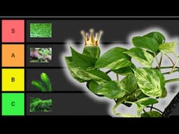 Ranking The BEST Nutrient Control Plants