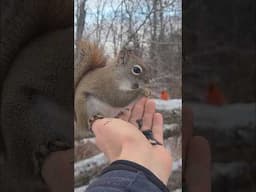 Squirrel Magic Carpet Ride