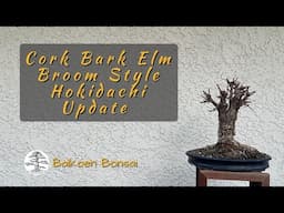 Cork Bark Elm - Broom Style Hokidachi Update 2025 -  Bonsai Techniques - Baikoen Bonsai Club