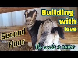 Baby Goats Galore, Bunks & More