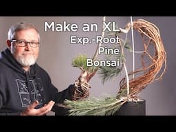 Bonsaify | How to Make Your Exposed Root Pine Bonsai EXTRA LARGE!