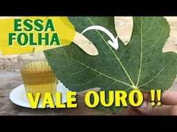 Bebida natural para diabetes – REGULA O AÇUCAR NO SANGUE