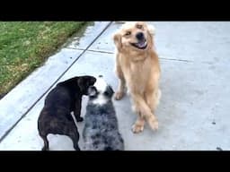 Playtime Trio: Staffordshire Bull Terrier & Mini Aussie Welcome Charlie the Golden Retriever!