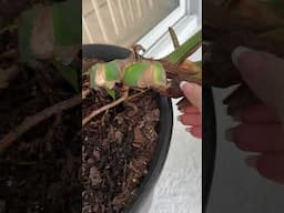 Best Way to Bush Out Your Monstera Deliciosa! A Must See Total Propagation & Rejuvination!