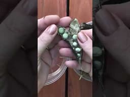 How to collect Pea Seeds #gardening #garden #plants #gardeningtips #growyourownfood #seedsaving