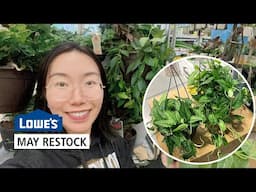 Lowe's May Restock: Monstera Siltepecana, Hoya Burtoniae, Cebu Blue Pothos, Homalomena Selby & More!