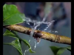 The Archerfish: Nature's Sharpshooter |#aiotop10