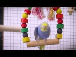 1 hour of budgie room sounds, calming and soothing