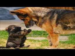 Funny and cute German Shepherd Dog videos compilation - Cute GSD videos