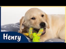 Meet our latest Sponsor a Puppy trainee Henry